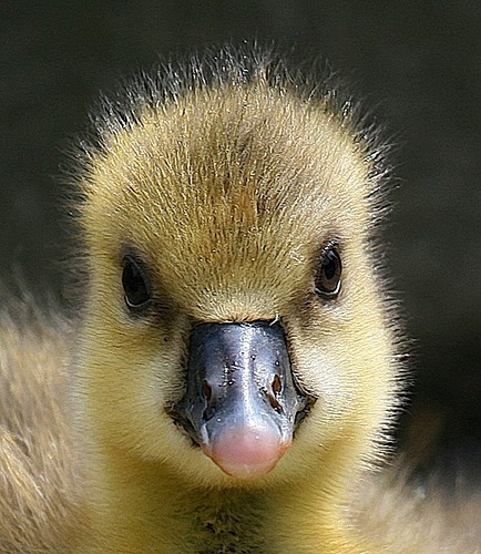 Baby Duck South Dalton